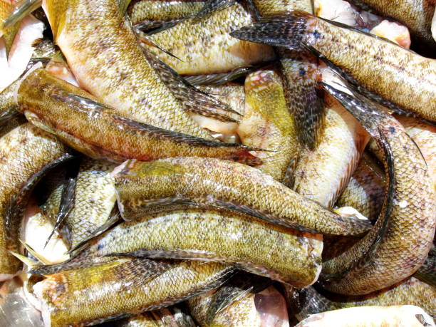 istock Prepared for cooking cleaned from scales and gutted raw carcass of Gobius sobitis (goby fish). Top view. Closeup. Texture (background) of raw goby fish 963287194