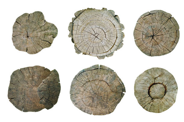Top view of different tree stumps isolated on white background. Set of natural round wooden textures. Cut trunks with annual rings