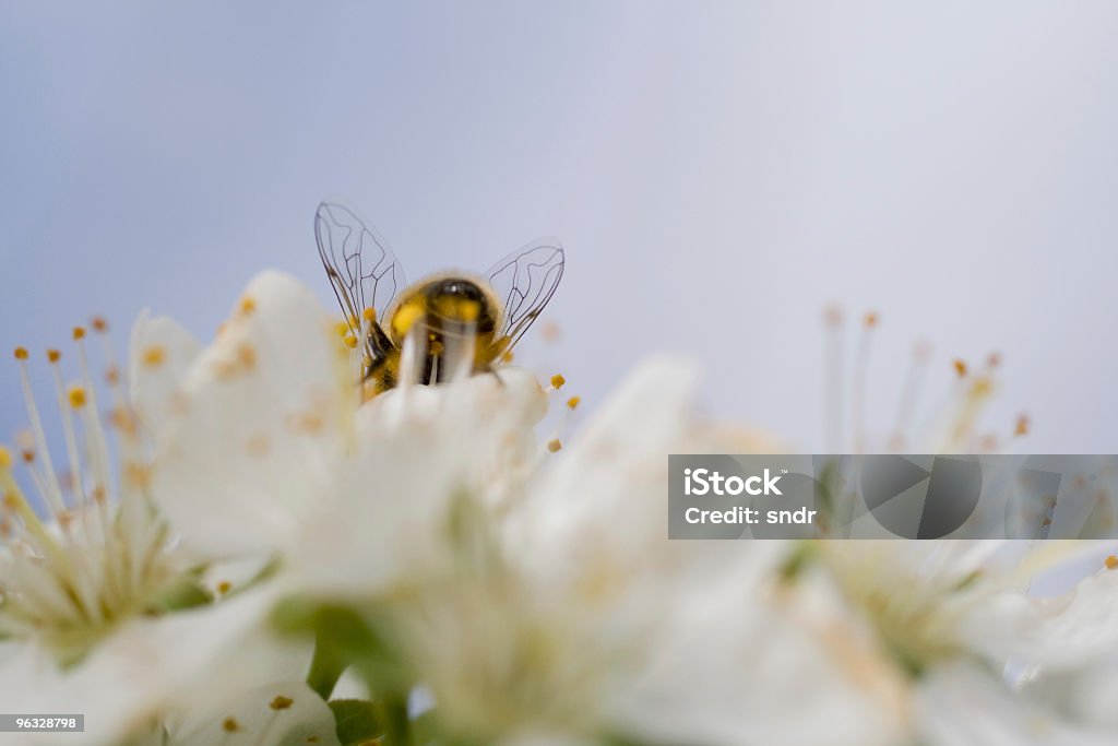 Пчела за работой - Стоковые фото Абрикосовое дерево роялти-фри