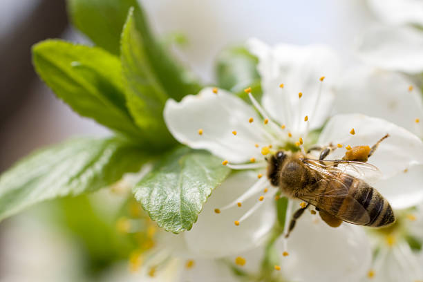 abeja en el trabajo - bee apple tree flower single flower fotografías e imágenes de stock