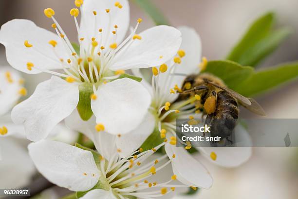 Pszczoła W Pracy - zdjęcia stockowe i więcej obrazów Bez ludzi - Bez ludzi, Bliskie zbliżenie, Botanika