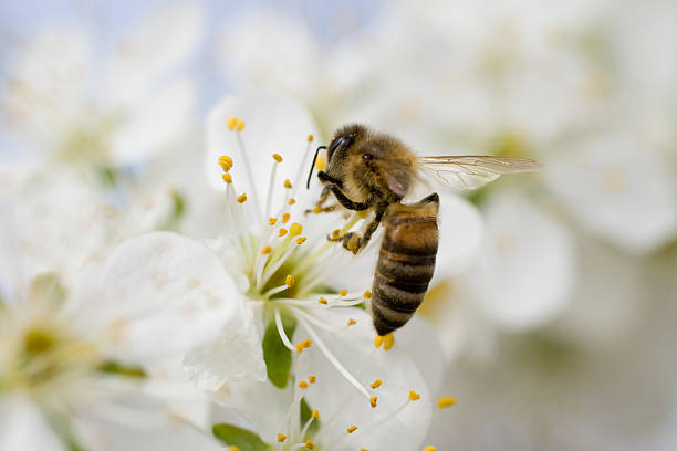 pszczoła w pracy - bee honey bee single flower honey zdjęcia i obrazy z banku zdjęć