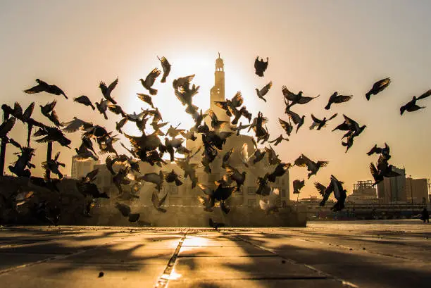 Pigeone flying in front of Souq Waqif in Doha, Qatar