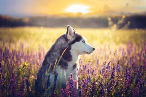 istock Husky sitting in lilac flowers on sunset background 963291778