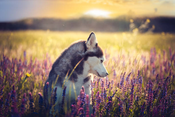 istock Husky sitting in lilac flowers on sunset background 963291950
