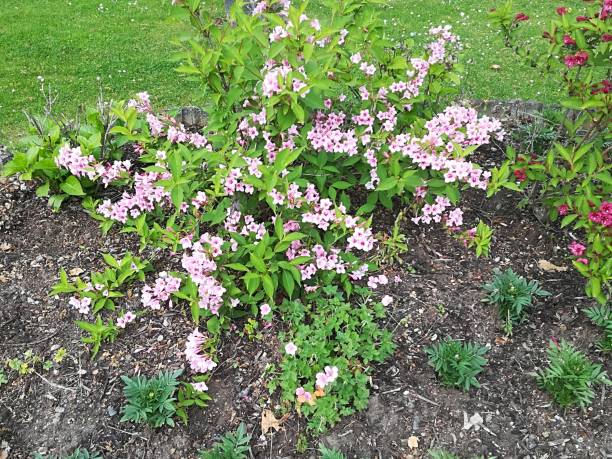 istock Shrub with Pink Flowers 963294198