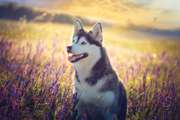 istock Husky sitting in lilac flowers on sunset background 963294214