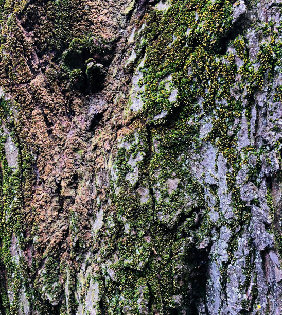 istock wooden texture  old aged tree cracked bumpy bark covered with fresh green moss background 963294248