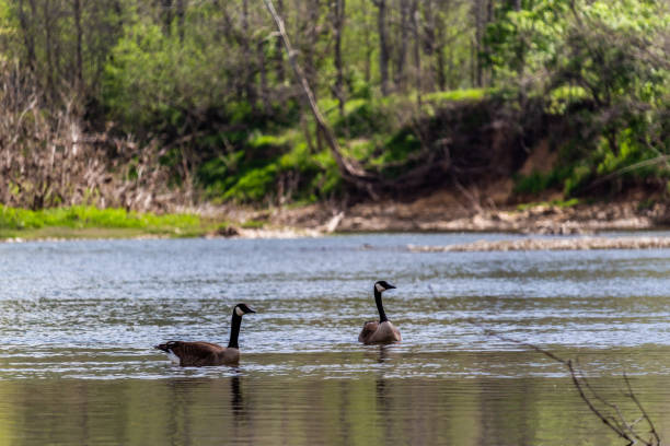 istock Canadian Geese Swimming in Creek 963294438