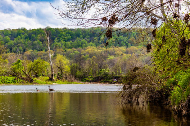 istock Canadian Geese in Rural Setting 963294490