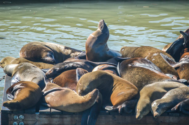 istock San Francisco Sea Lions Lounging 963294618