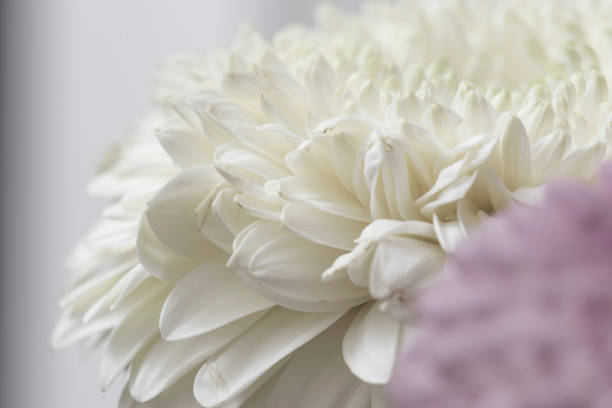 istock Smooth peony petals flower in bloom close up 963295430