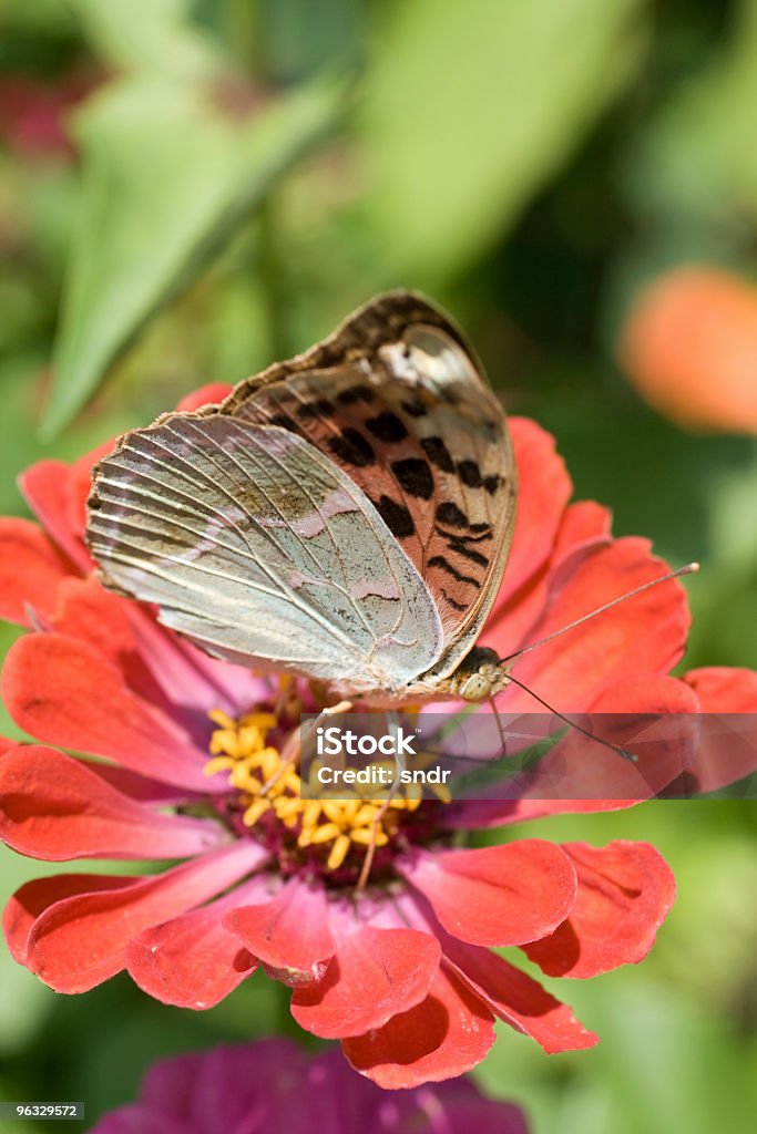 Butterfly on a flower  Animal Antenna Stock Photo