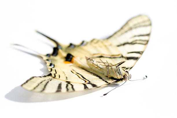 Dead butterfly on a white background stock photo