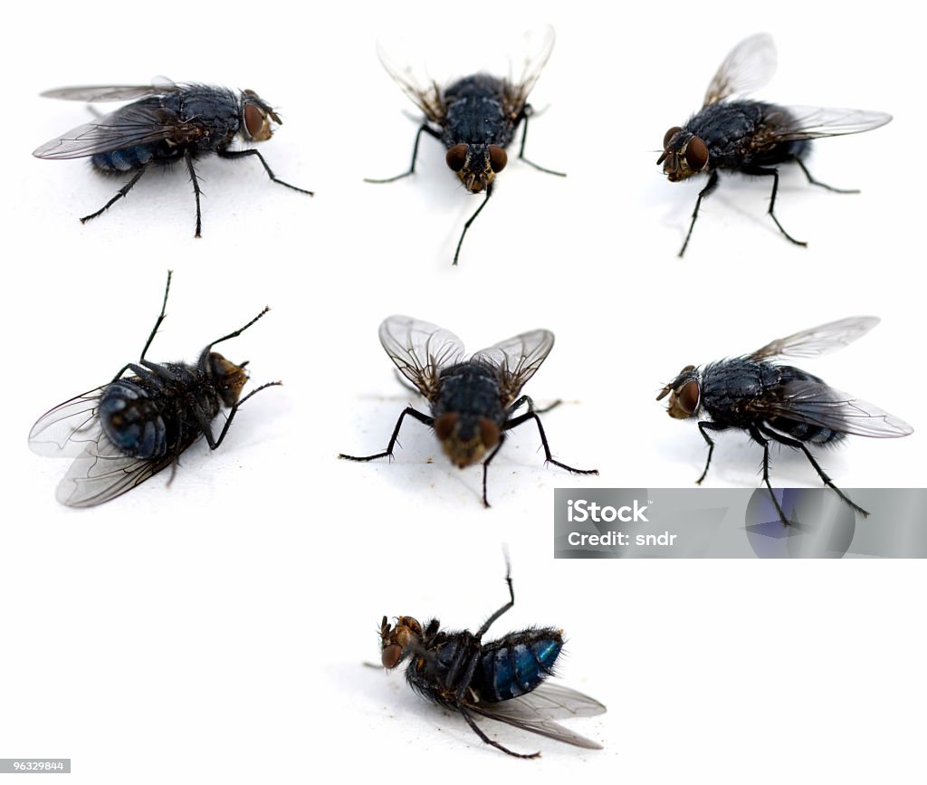 Flies isolated on white  Black Fly Stock Photo