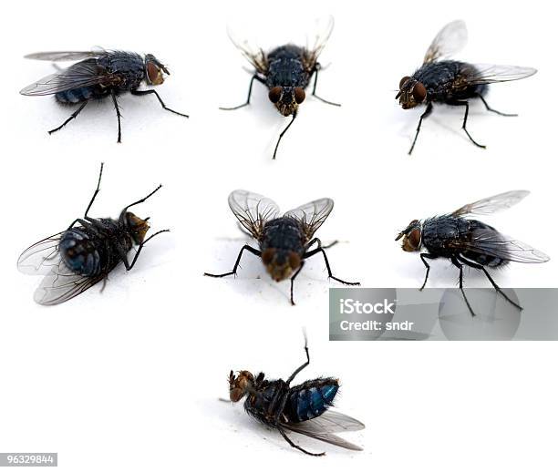 Flies Isolated On White Stock Photo - Download Image Now - Black Fly, Fly - Insect, Cut Out