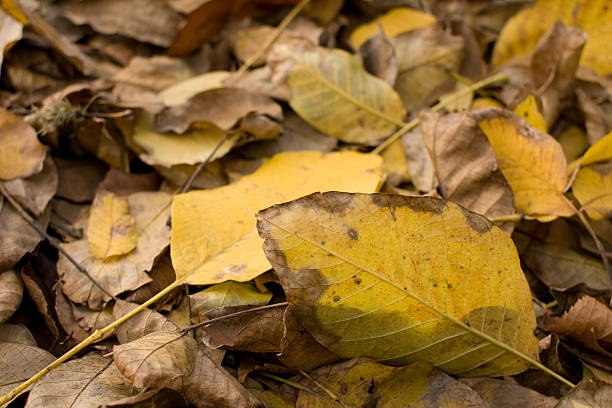 istock Autumn leaves on the ground 96330002