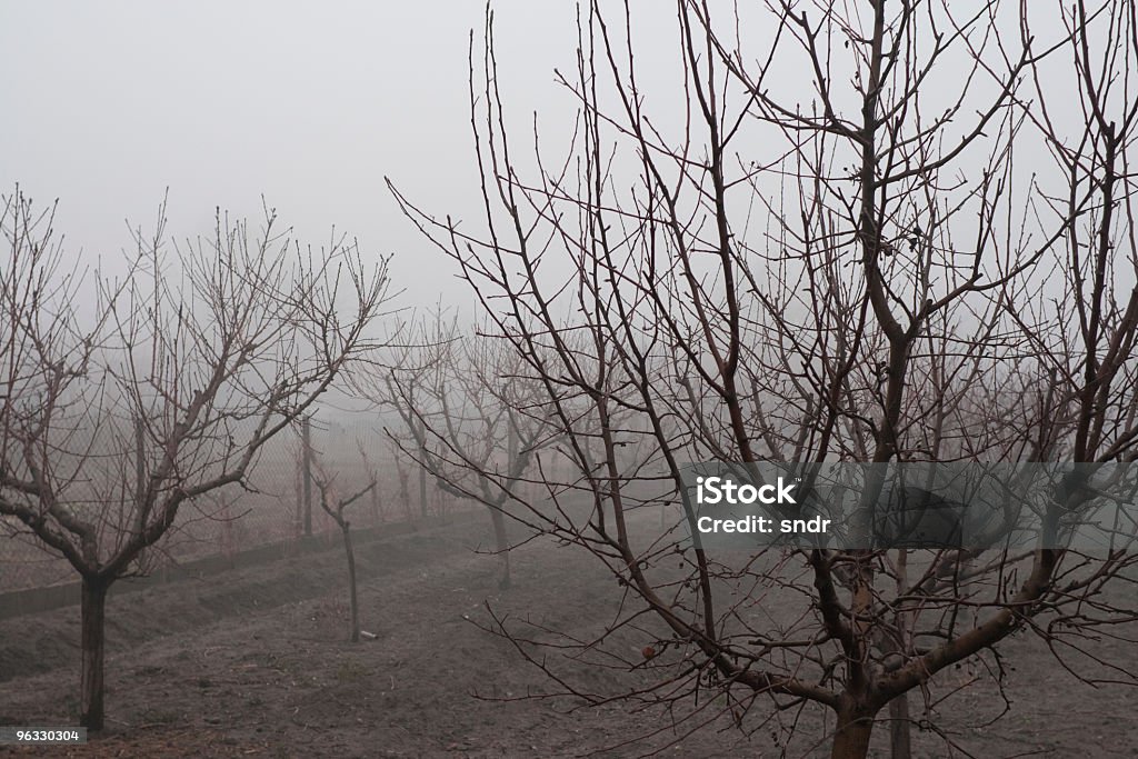 Arbres dans la brume - Photo de Arbre libre de droits