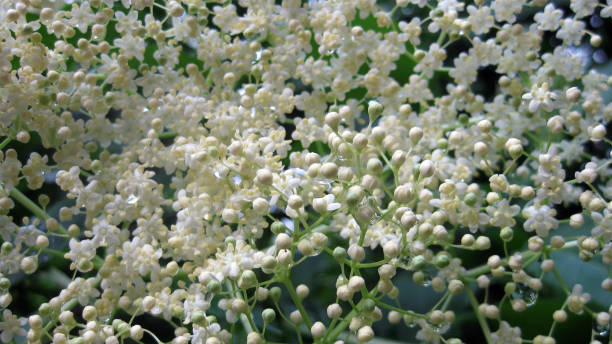 istock elderberry bush in bloom 963304354