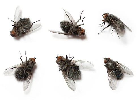 Flies on white background.