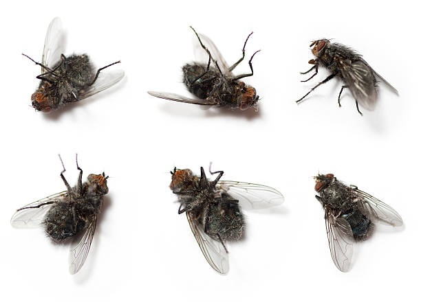 Flies on white background Flies on white background. flesh fly photos stock pictures, royalty-free photos & images