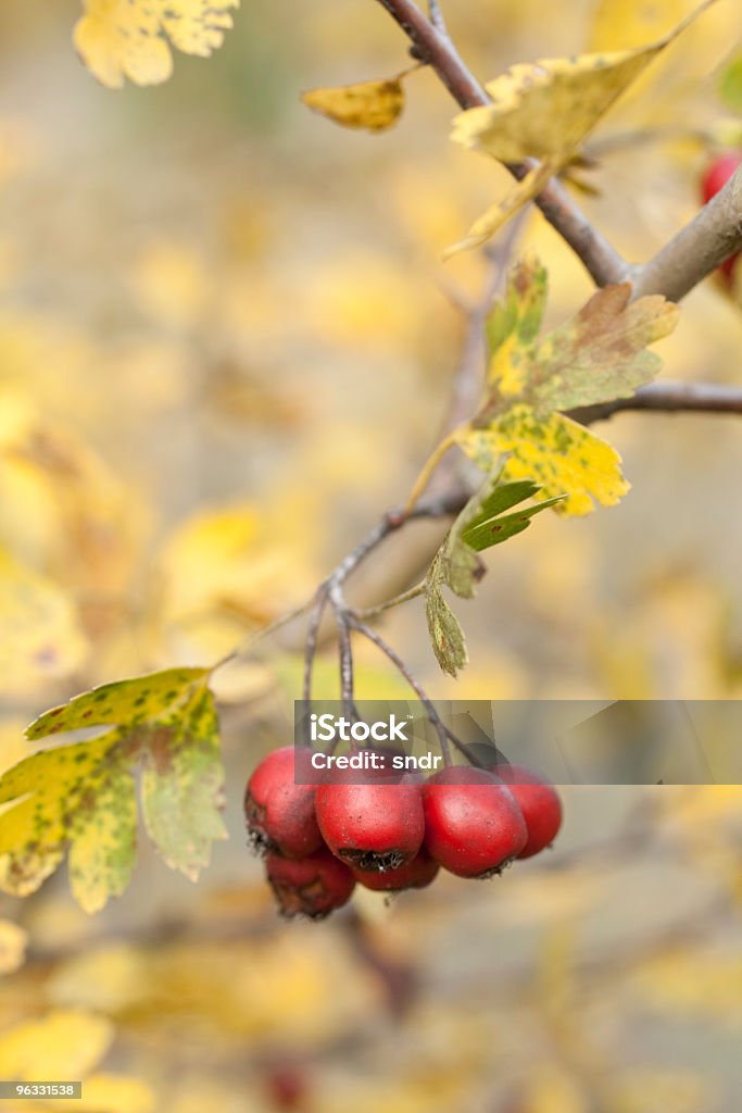 Hawthorn bagas - Royalty-free Amarelo Foto de stock