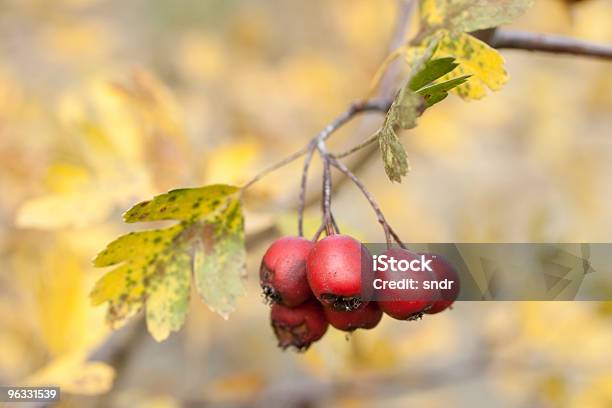 Hawthorn Jagody - zdjęcia stockowe i więcej obrazów Bez ludzi - Bez ludzi, Czerwony, Dojrzały