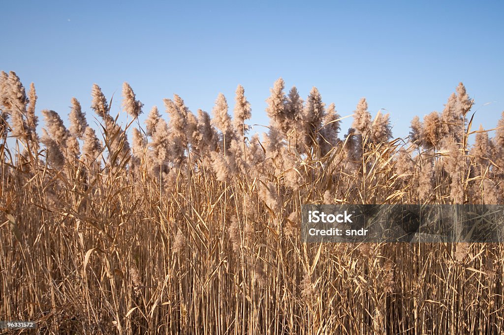 Reed - Photo de Automne libre de droits