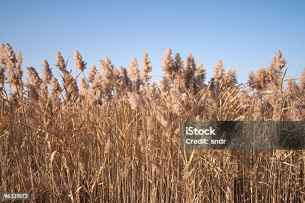 Photo libre de droit de Reed banque d'images et plus d'images libres de droit de Automne - Automne, Bleu, Ciel