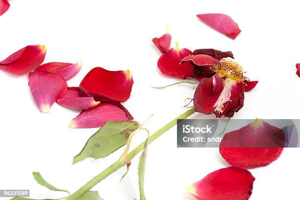 Rose Petals Stock Photo - Download Image Now - Color Image, Cut Out, Dead Plant