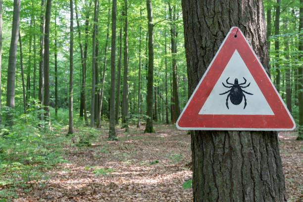 tick insect warning sign tick insect warning sign in forest tick animal stock pictures, royalty-free photos & images