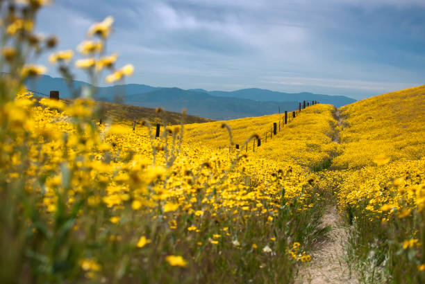 Carrizo Plain National Monument, California Yellow flower field carrizo plain stock pictures, royalty-free photos & images