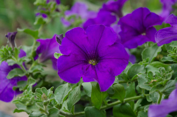 istock beautiful petunia flowers 963330542