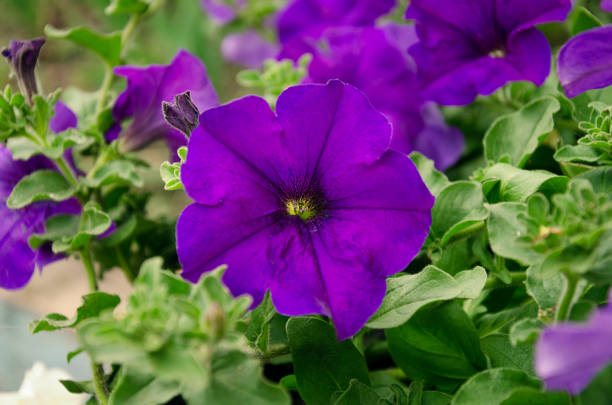 istock beautiful petunia flowers 963330544