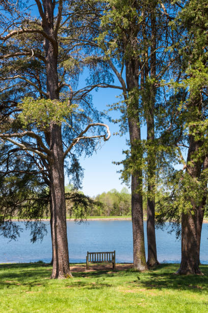istock Beautiful lake and forest on sunny spring day. 963333892