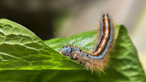 istock Hairy lackey moth caterpillar close-up. Malacosoma neustria 963337224