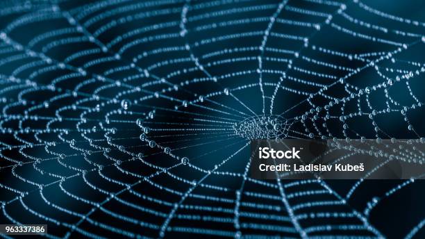 Wet Spiderweb With Beads Of Dew Droplets Closeup Stock Photo - Download Image Now - Spider Web, Spider, Silk