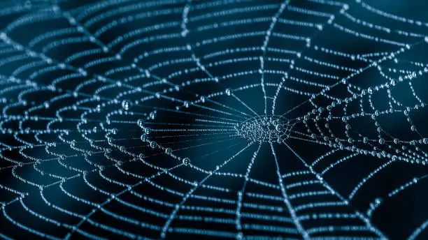 Photo of Wet spiderweb with beads of dew droplets close-up