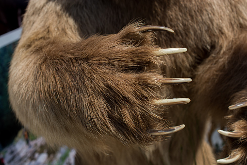 Brown Bear Paw With sharp Claws in view