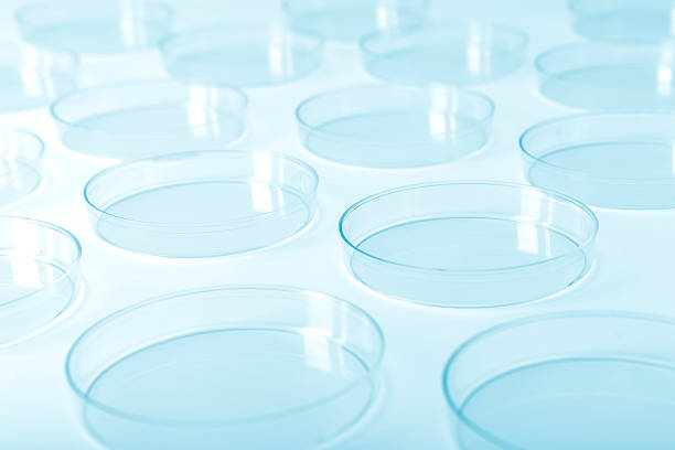 Petri dishes in a laboratory stock photo