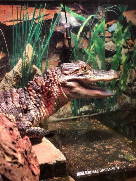 istock American  Alligator Baby 963345344