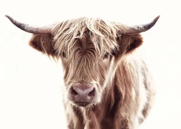 Photo of Highland Cow