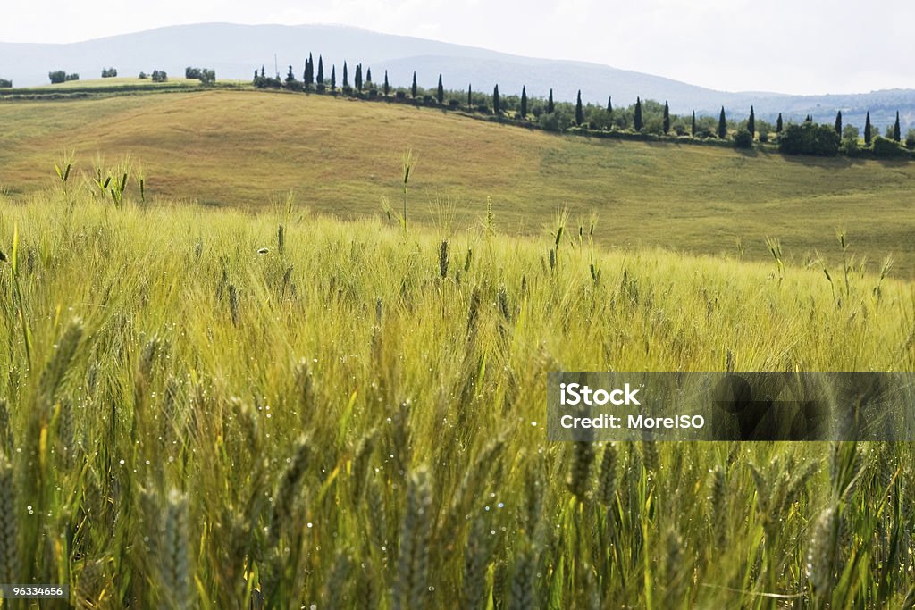 Paisaje de Toscana - Foto de stock de Agricultura libre de derechos