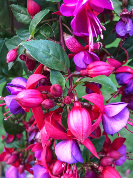 istock Beautiful flowers in flower garden 963346948