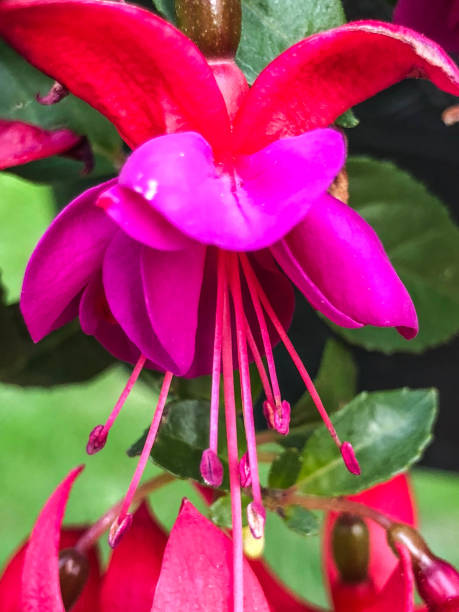 istock Beautiful flowers in flower garden 963346956