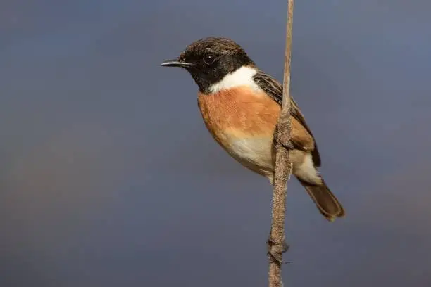 Stonechat (Saxicola torquatus) on the branch above the water in Spain