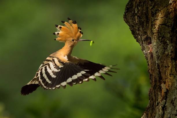 hoopoe eurasiatico (upupa epops) che nutre i pulcini catturati in volo. - hoopoe bird feeding young animal foto e immagini stock