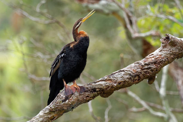 anhinga novaehollandiae - австралийский дартер сушки крыльев после погружения - giant perch стоковые фото и изображения