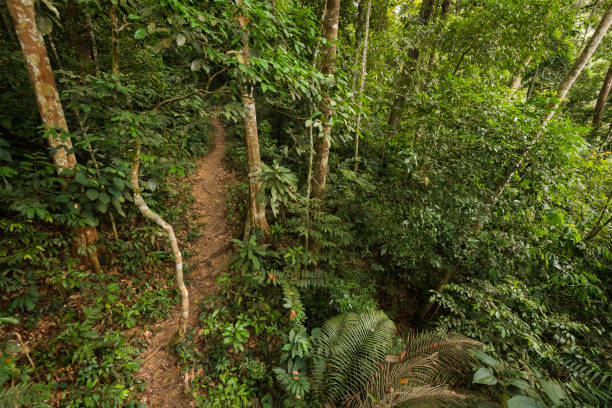istock Lush green Malaysian jungle 963351210