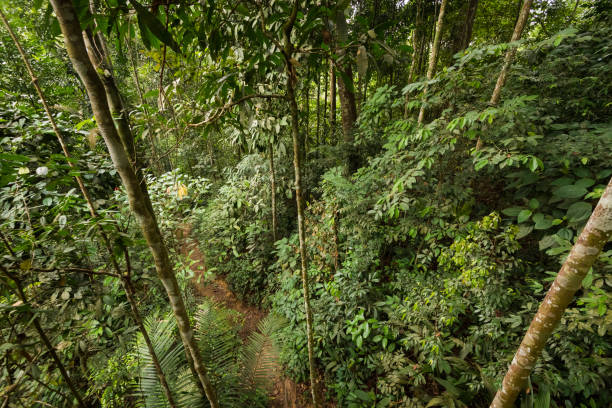 istock Lush green Malaysian jungle 963351296